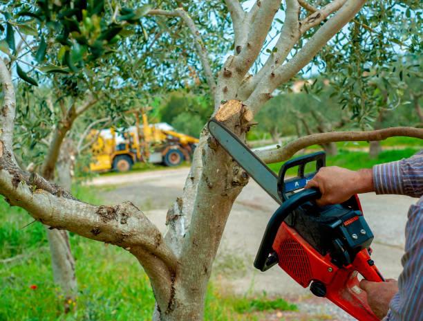 Best Emergency Storm Tree Removal  in USA